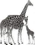 Adult Giraffes And Baby Giraffe Stock Photo