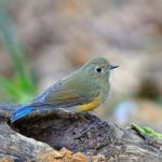 Female Himalayan Bluetail Stock Photo