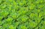 Water Lettuce Stock Photo