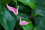 Anthurium Sp (araceae) Stock Photo