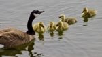 Beautiful Isolated Image Of A Young Family Of Canada Geese Swimming Stock Photo