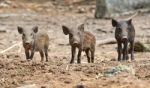 Baby Wild Boar Stock Photo