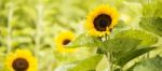 Sunflowers In A Field In The Afternoon Stock Photo