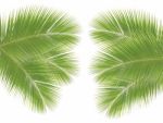 Coconut Leaf Isolated On White Background Stock Photo