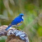 Male Himalayan Bluetail Stock Photo