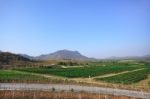 Grape Plantation Near Mountain Stock Photo