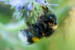 Bee Hanging In A Flower Stock Photo