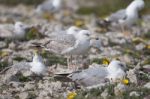 Young Seagulls Near The Cliffs Stock Photo