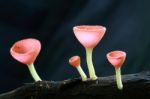 Pink Burn Cup, Fungi Cup Stock Photo