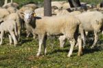 Herd Of Sheep Stock Photo