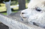 Alpacas In A Field Stock Photo