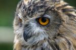 Eurasian Eagle-owl (bubo Bubo) Stock Photo