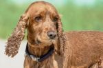 Cute English Cocker Spaniel Stock Photo