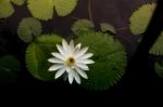 White Lotus Stock Photo