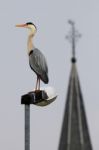 Blue Heron Stock Photo