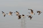 Greylag Geese (anser Anser) Flying Over Marshes In Essex Stock Photo