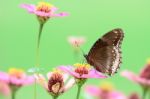 Great Egg Fly At Work Stock Photo