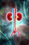 Kidney Stock Photo