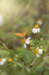 Orange Butterfly In The Garden Stock Photo