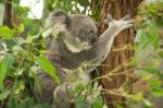 Koala By Itself In A Tree Stock Photo