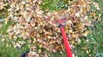 Fall Leaves And Yard Work Stock Photo