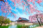 Gyeongbokgung Palace With Cherry Blossom In Spring,south Korea Stock Photo