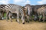 Cluster Of Zebra On Dry Grassland Stock Photo