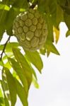 Custard Apple Stock Photo