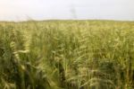 Mediterranean Native Vegetation Stock Photo