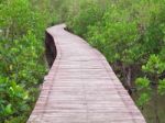 Mangrove Way Stock Photo