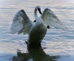 Background With A Trumpeter Swan Showing Wings Stock Photo