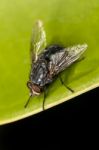 Fly On Top Of Leaf Stock Photo