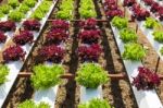 Organic Hydroponic Vegetable Stock Photo