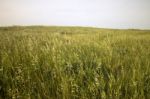 Mediterranean Native Vegetation Stock Photo