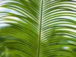 Palm Leaves With Blue Sky Stock Photo