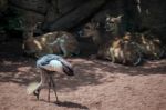 Black Crowned Crane At The Bioparc In Fuengirola Stock Photo