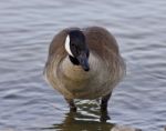 Beautiful Image With A Cute Canada Goose In The Lake Stock Photo