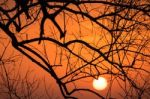 Branch Silhouette Sunset Stock Photo