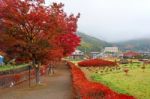 Autumn Foliage At Maple Corridor In Kawaguchiko Stock Photo