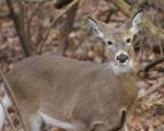 Photo Of The Deer Eating The Grass Stock Photo