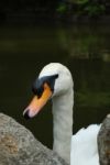 Mute Swan On A Lake Stock Photo