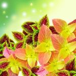 Beautiful Multi Colored Of Leaves ( Painted Nettle - Coleus ) Stock Photo