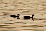 Beautiful Isolated Image With Two Ducks In A Lake On The Sunset Stock Photo