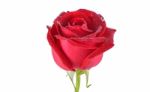 Red Rose Isolated On White Background Stock Photo