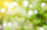 Natural Green Blurred Background With Sunbeam Stock Photo