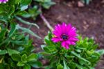 The Colorful Flowers Stock Photo