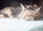 Siamese Cat Sleeping On The Table Stock Photo