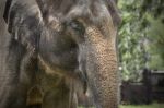 Face Of Asian Elephants Stock Photo