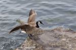 Beautiful Cackling Goose Is Jumping On The Rock From The Water Stock Photo