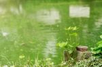 Planted At A Pond Stock Photo